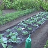 Kako preraditi kupus od buva